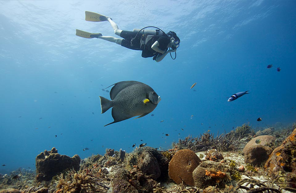 scuba diver and angel fish above the local reef
