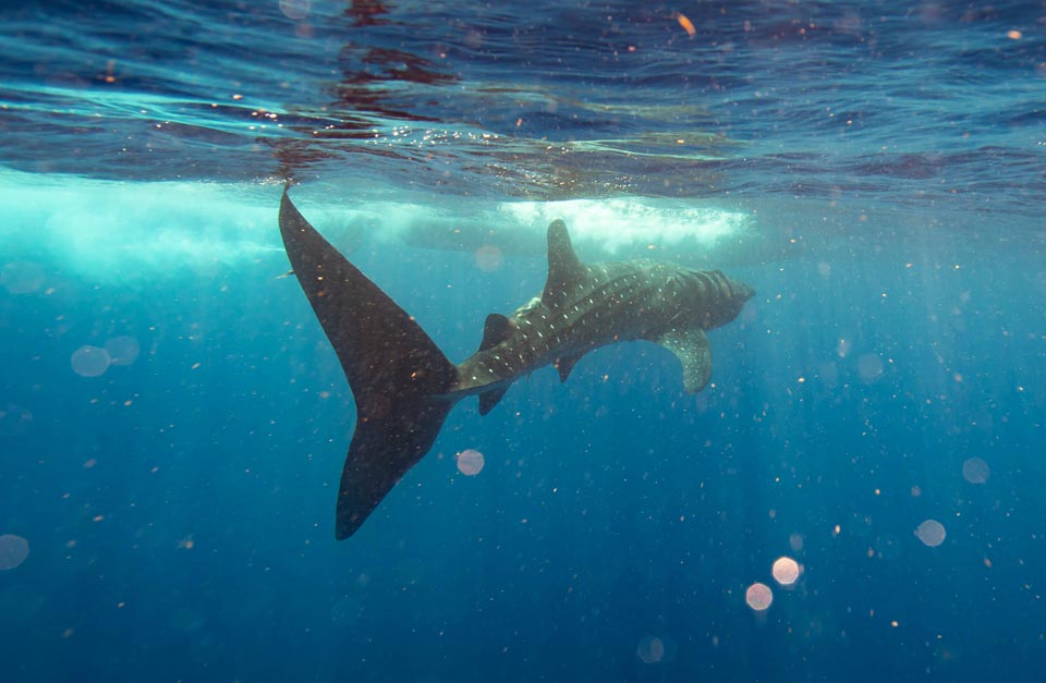 whale shark swimming away