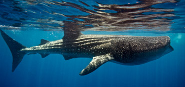 whale shark